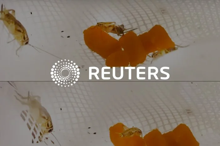 Reuters - Meaty Challenge: What's On The Menu For Future Cities?