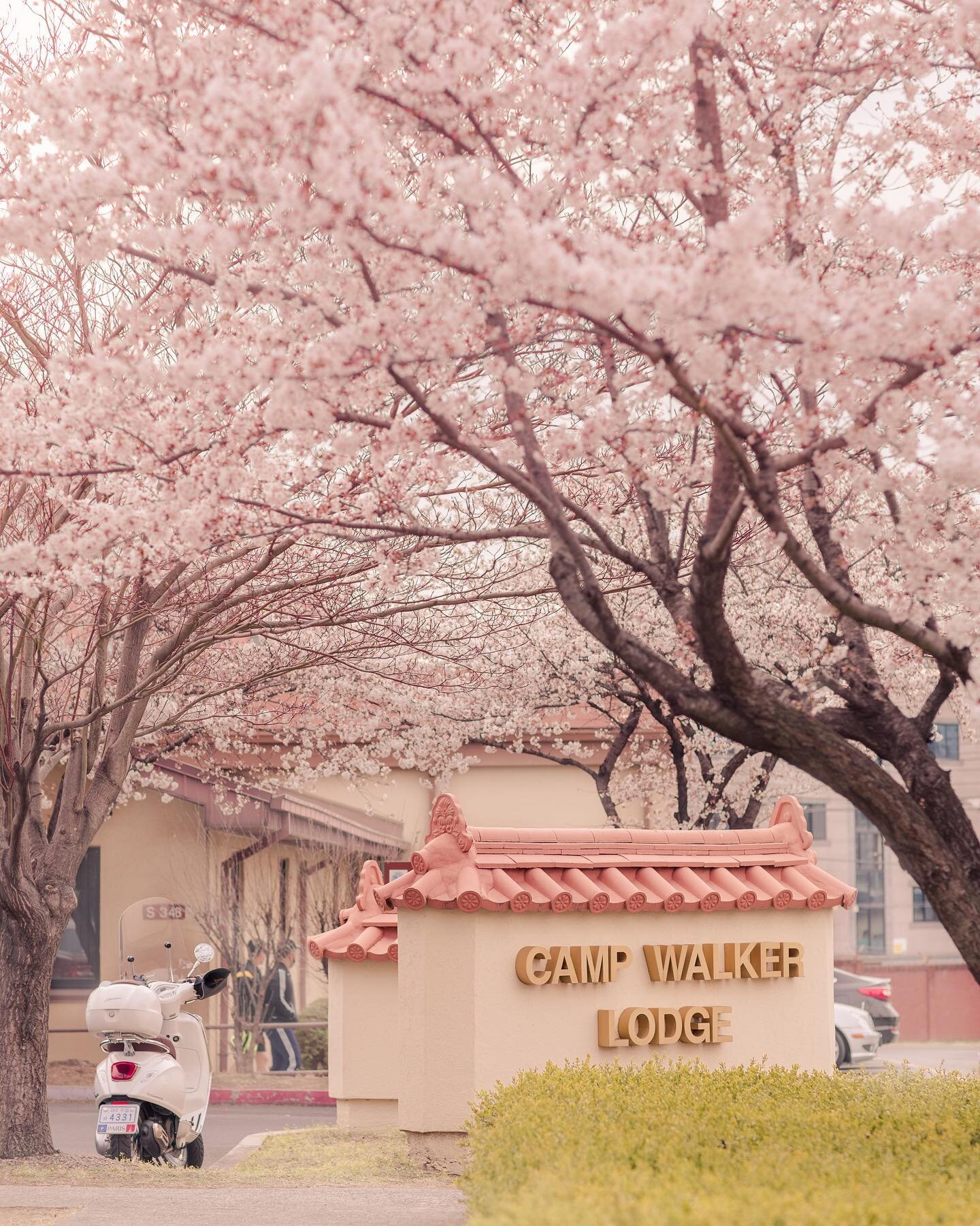 Camp Walker looked magical with all of its cherry blossoms this year! 🌸
.
Welcome to all of our newcomers that are soon to be PCSing into Area IV!! Korea is an amazing country and we are so glad to have you!