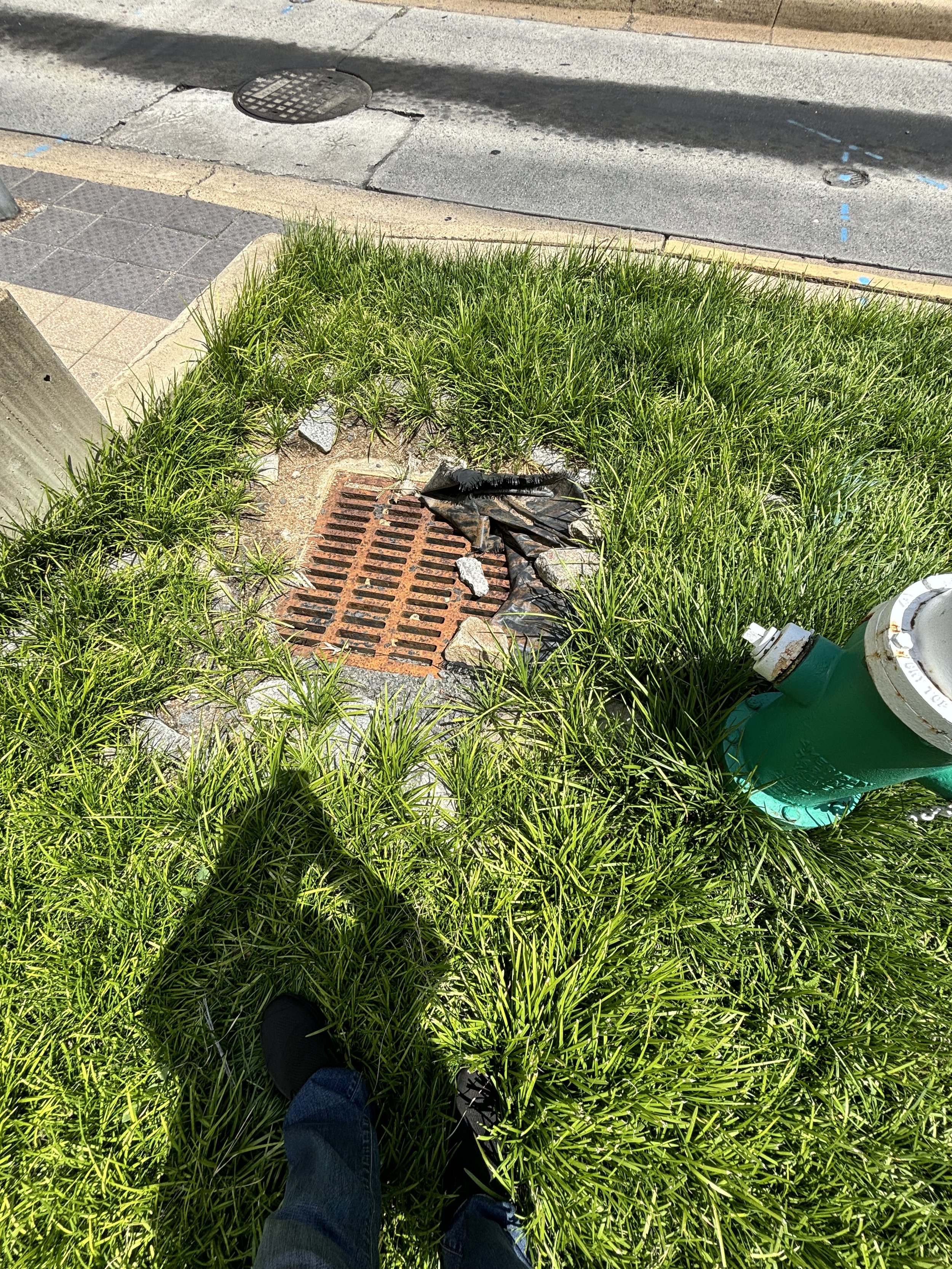 THERE IS A DRAIN NEXT TO THE THIRD FIRE HYDRANT. THE GRASS AROUND IS LUSCIOUS AND THE DRAIN LOOKS WELL USED