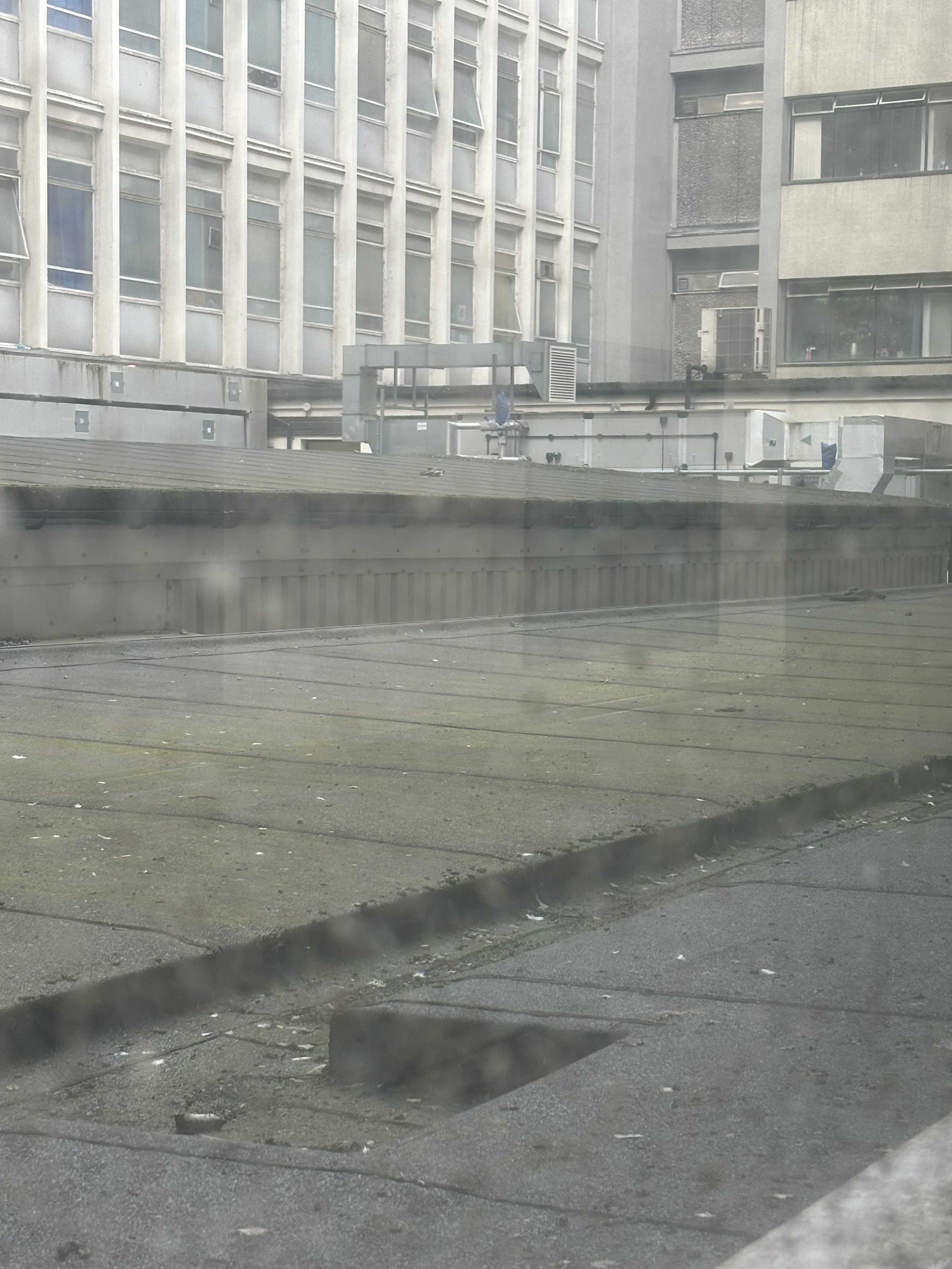 IMG_2347.jpeg