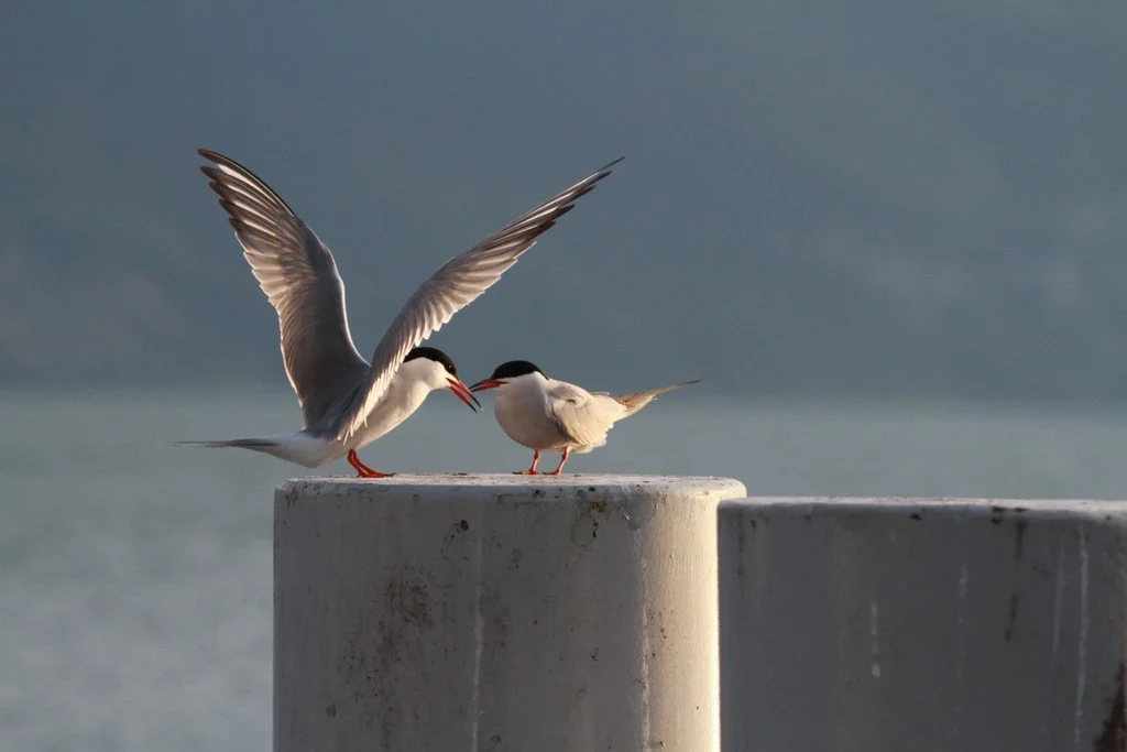1-Vevey 23.5.2015-048.JPG