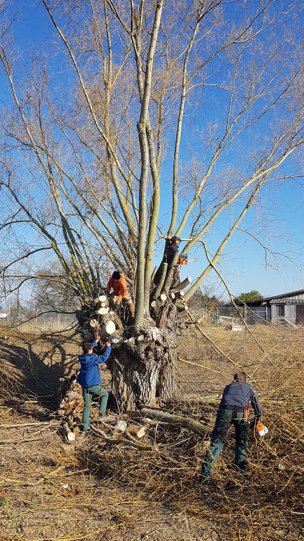 L’entretien d’un vieux saule, un défi de taille !