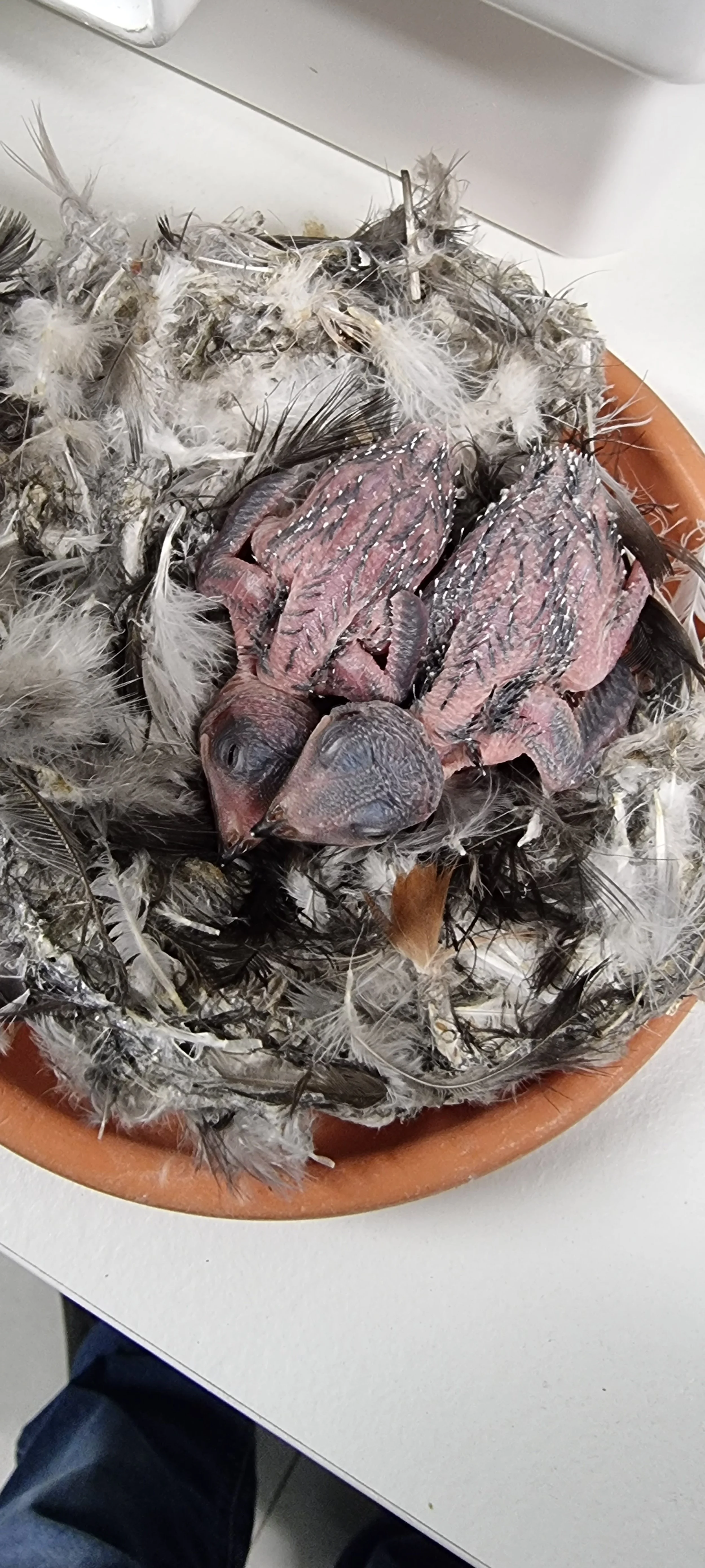 Martinets pâles poussins P. Jacot.jpeg