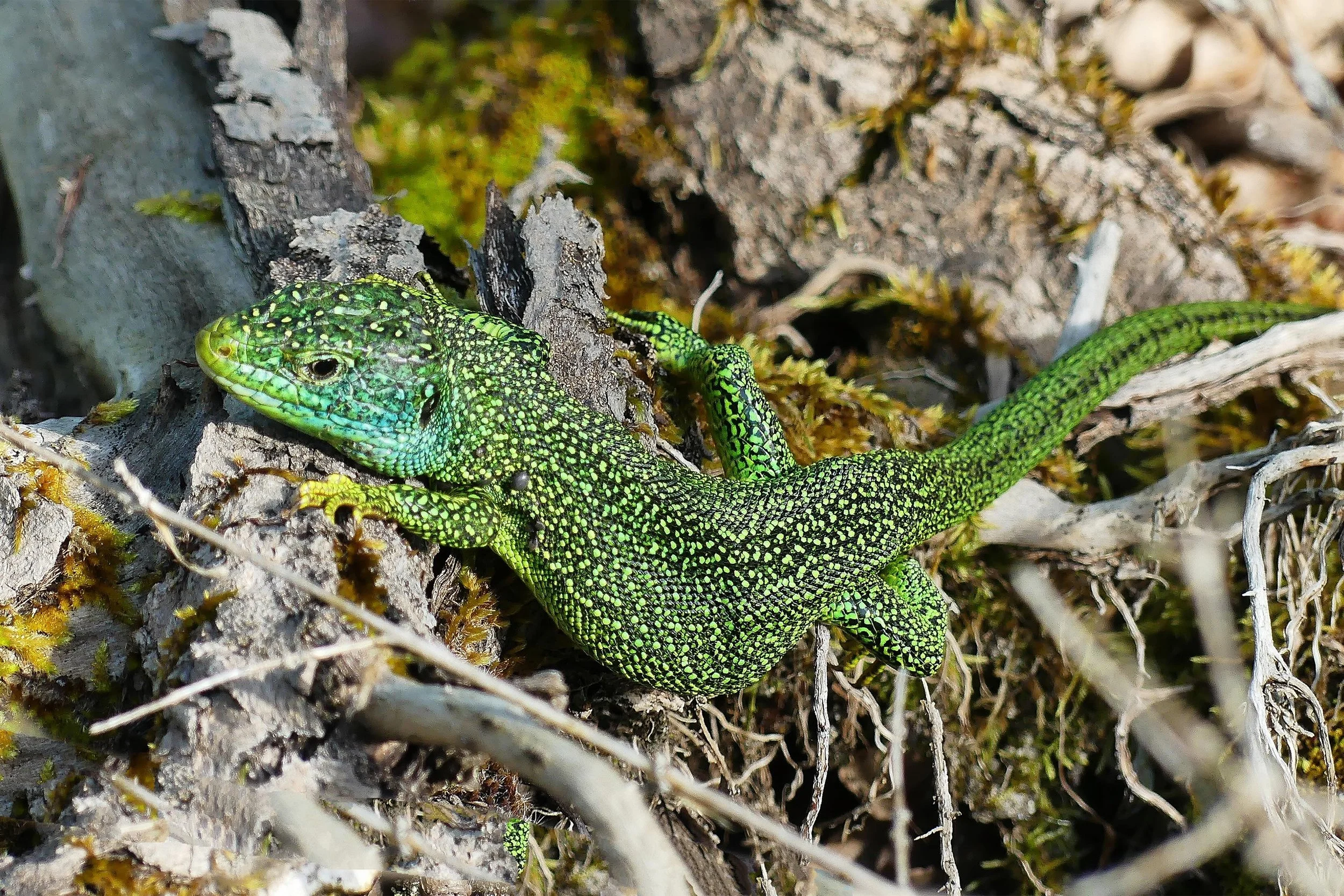 Le╠üzard vert.jpeg