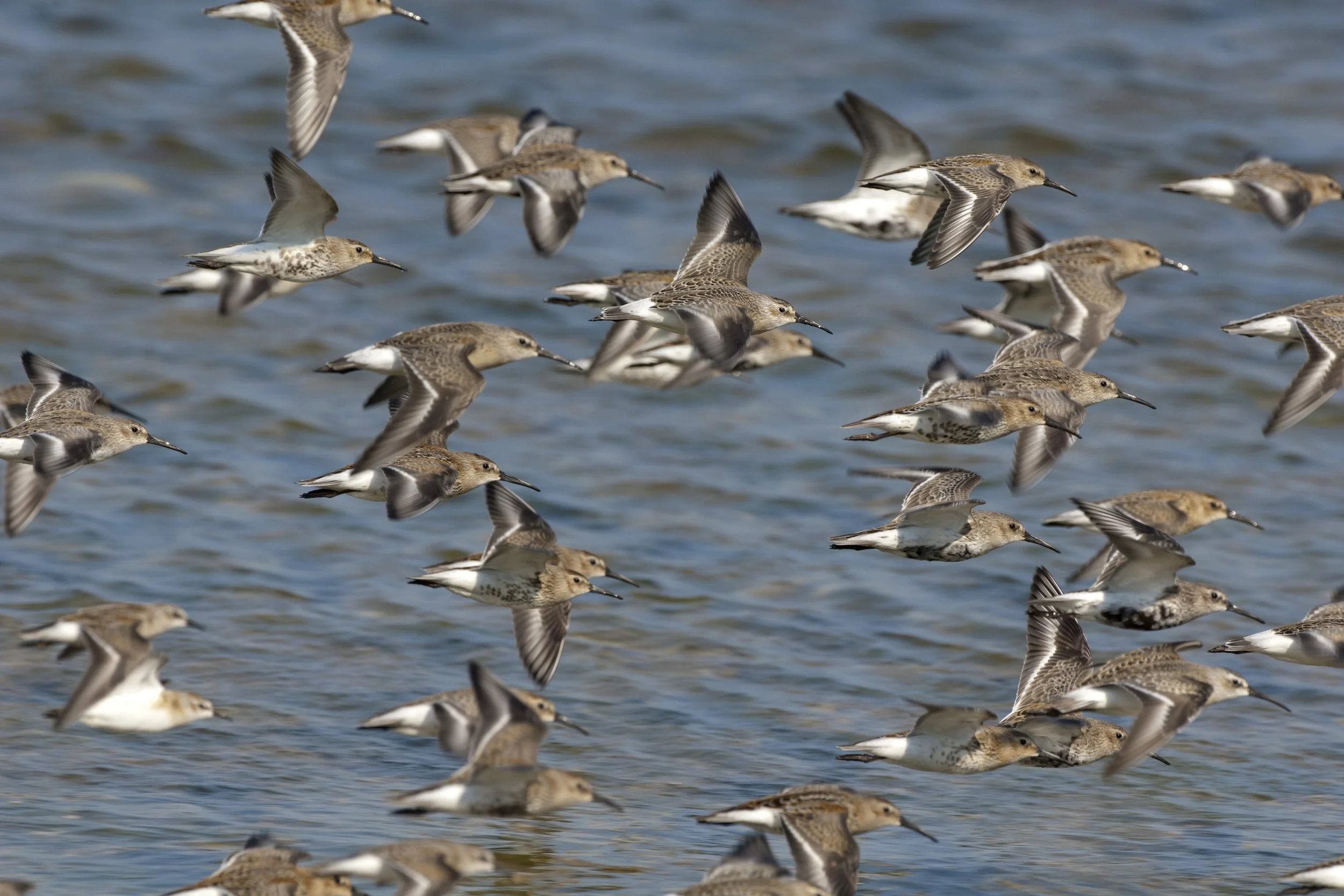 EuroBirdwatch