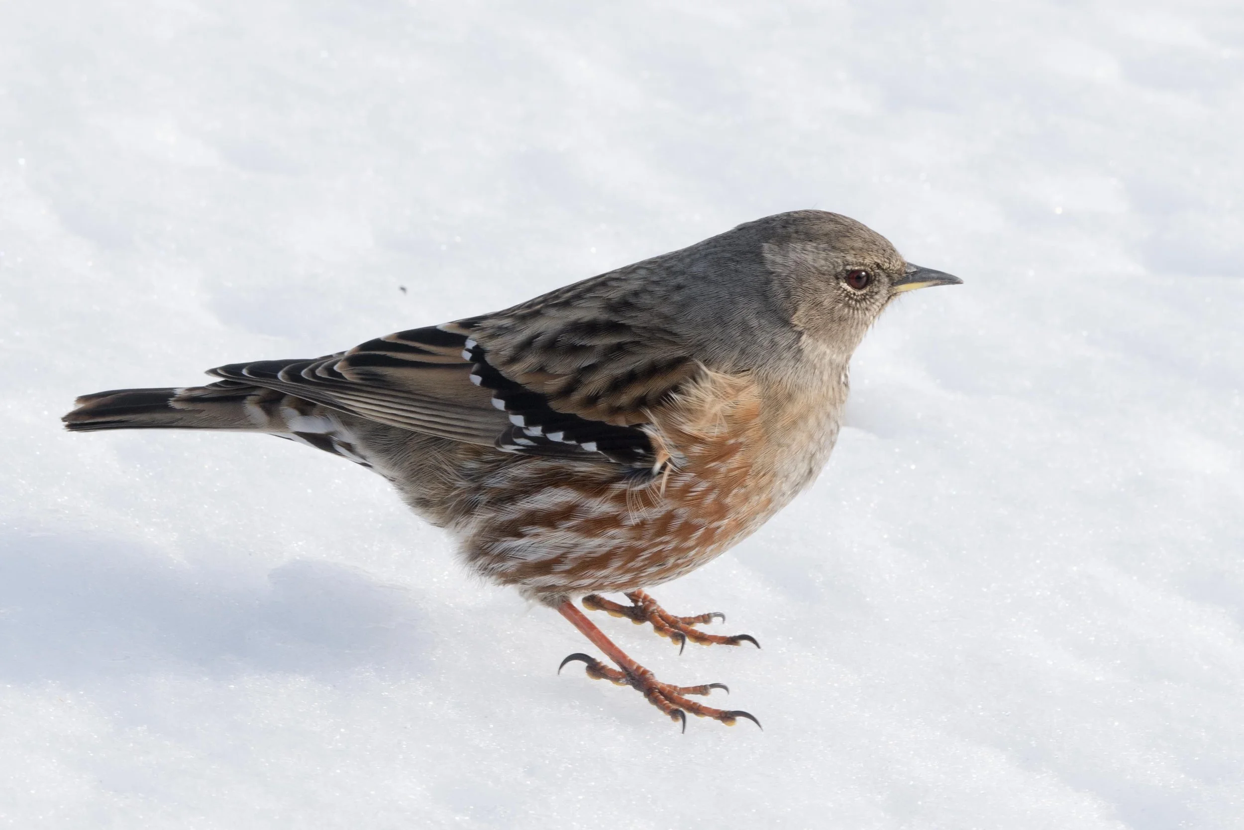 Réponses à notre son et à notre photo mystères n° 51