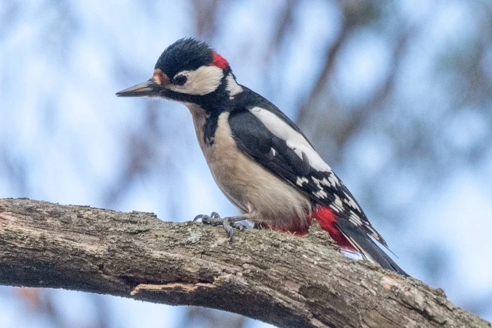 Les pics du Bois de Chênes