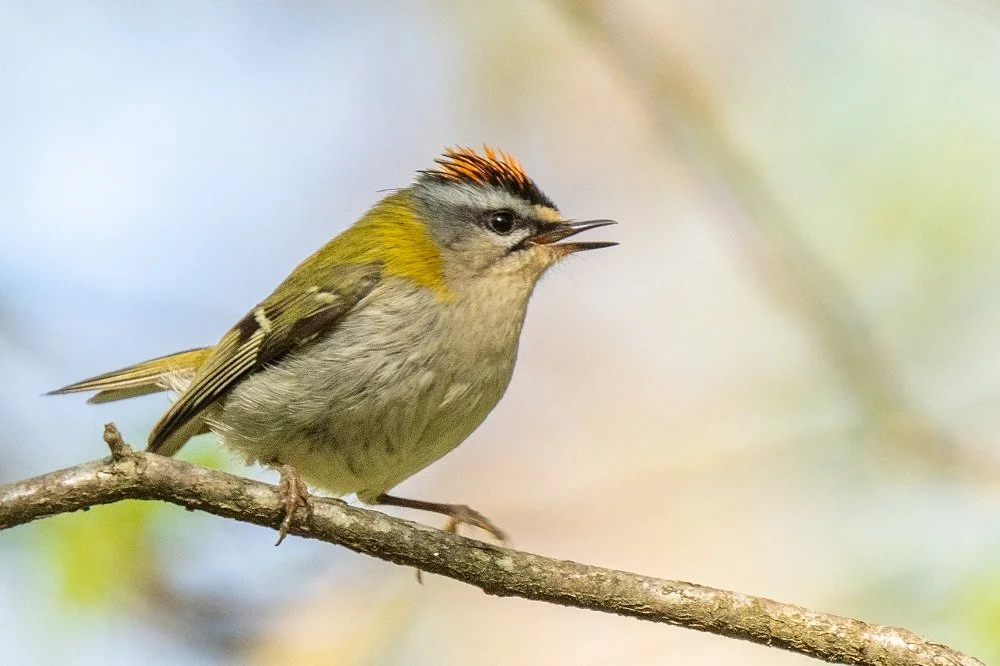 Chants d’oiseaux au Bois de Chênes
