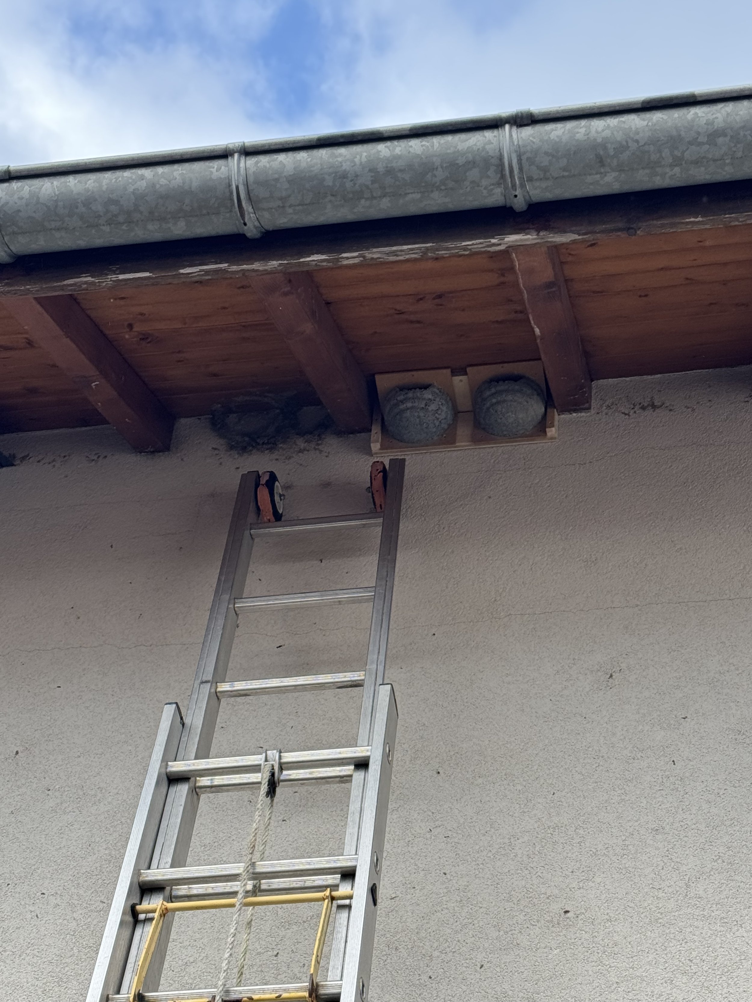 Les Ornithos de Challex