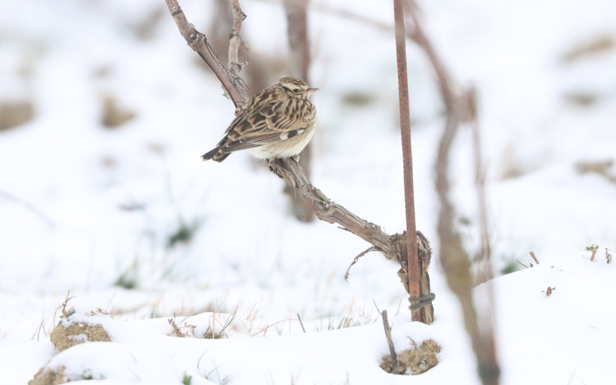 Dernier coup d’œil sur les hivernants !