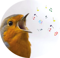 Cours d’initiation à la reconnaissance des chants d’oiseaux (I)