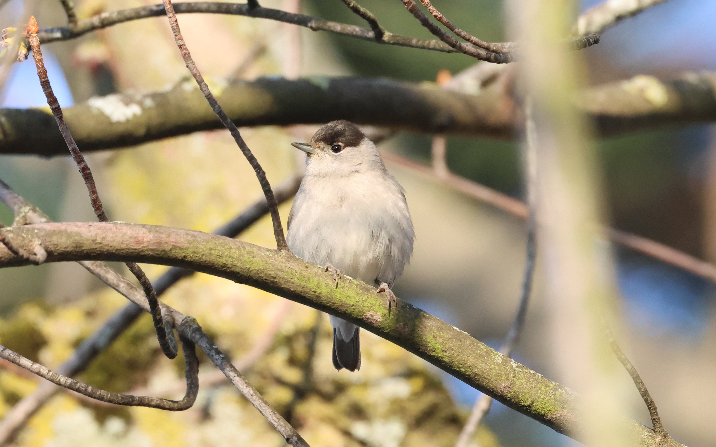 Saison des anoures au fond des bois