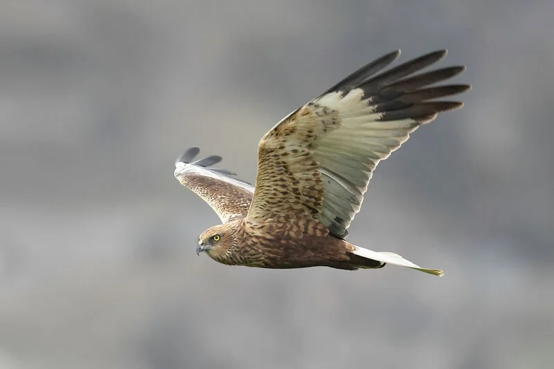 Migration prénuptiale aux marais de Sionnet