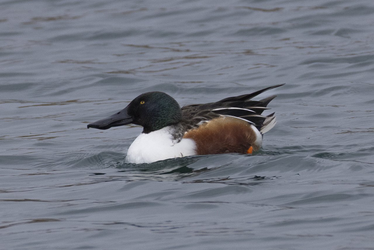 2026.01.10- sortie gobg-canard souchet.jpg