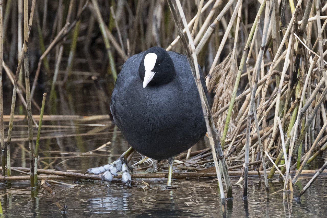 2026.01.10- sortie gobg-foulque macroule.jpg