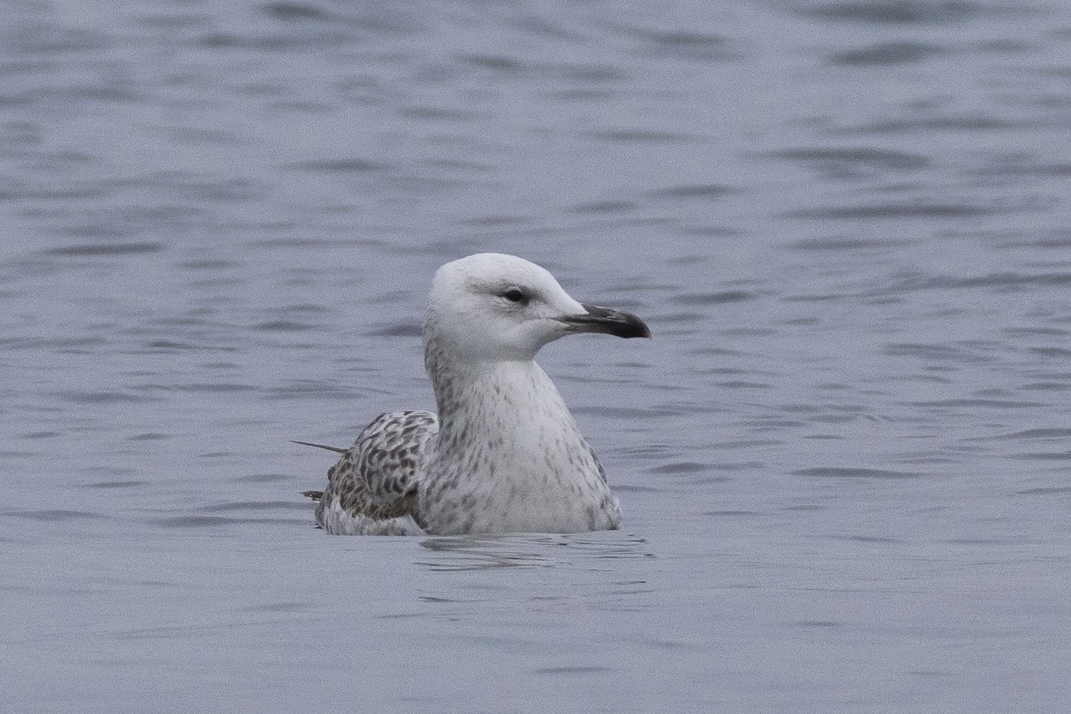 Les hivernants du Léman urbain - 10 janvier 2026