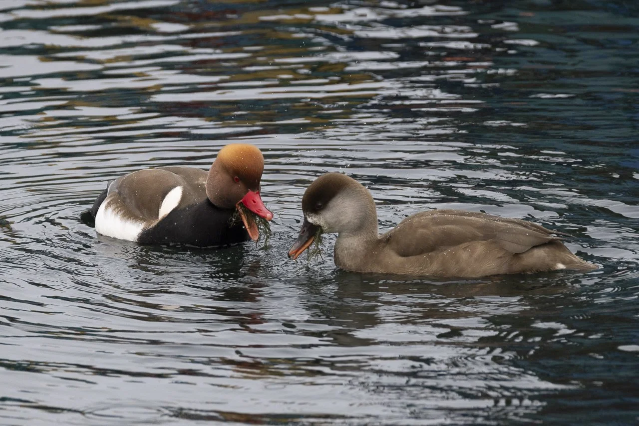 Recensement des oiseaux d’eau