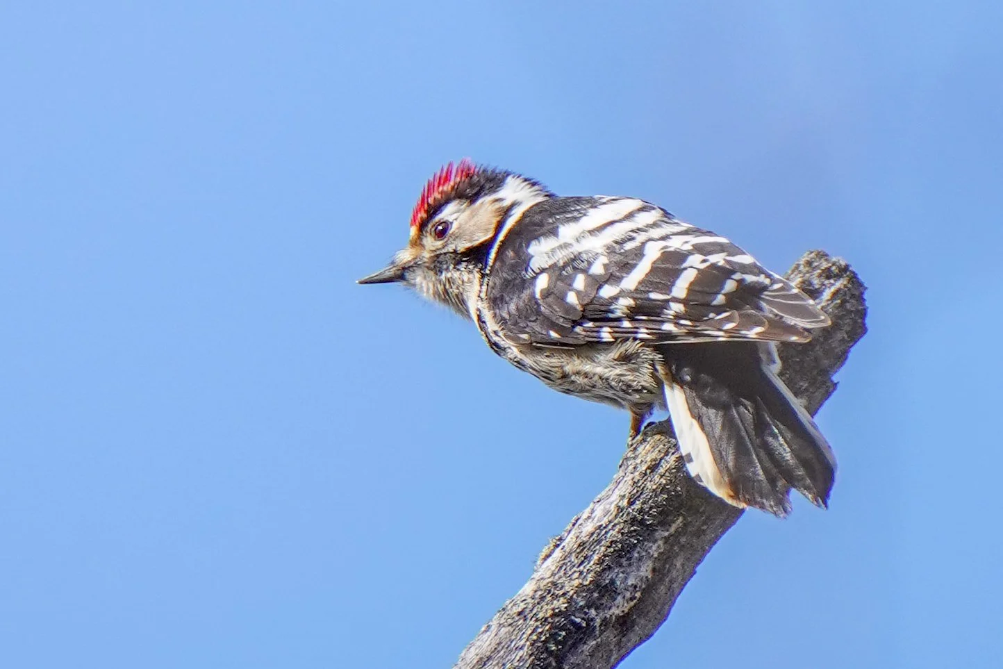 Réponses à notre son et à notre photo mystères n° 52