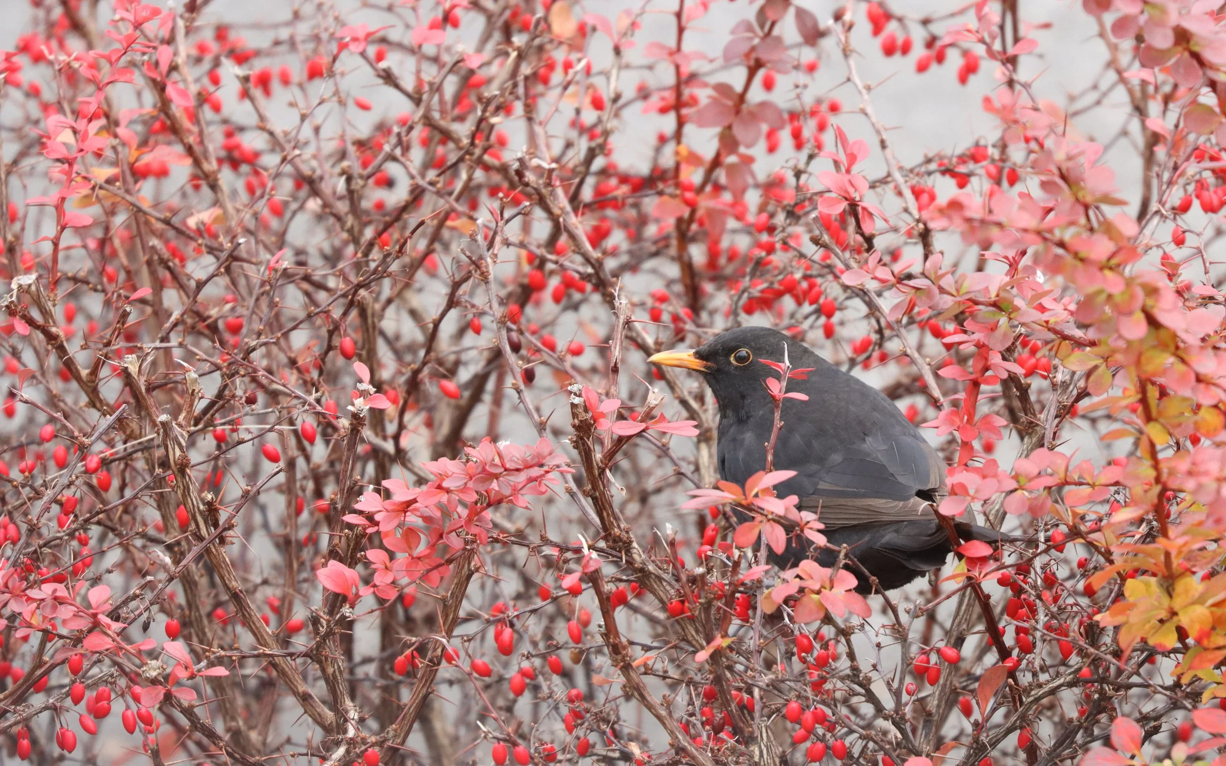 Monitoring des espèces répandues