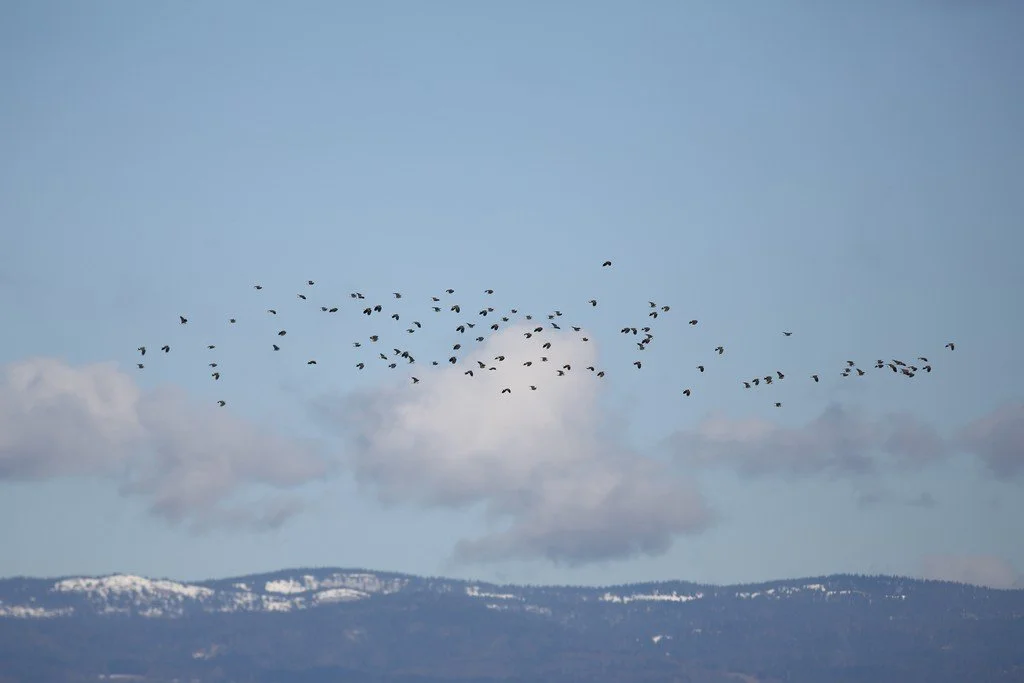 Saison des anoures au fond des bois - 1er mars 2026