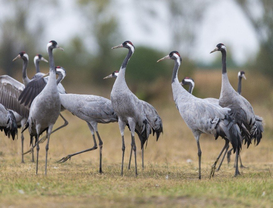 Afflux de Grues cendrées