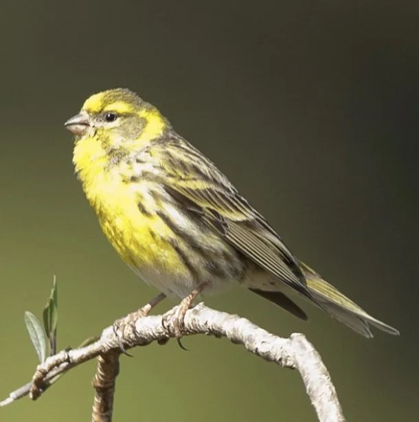 Réponses à notre son et à notre photo mystères n° 53