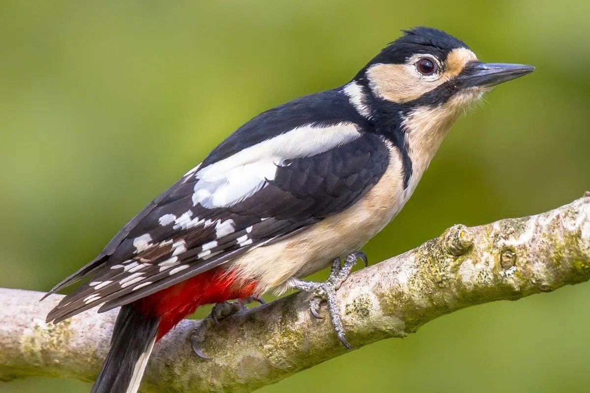 Cours 1 d’initiation à la reconnaissance des chants d’oiseaux&nbsp;- 28 mars 2026