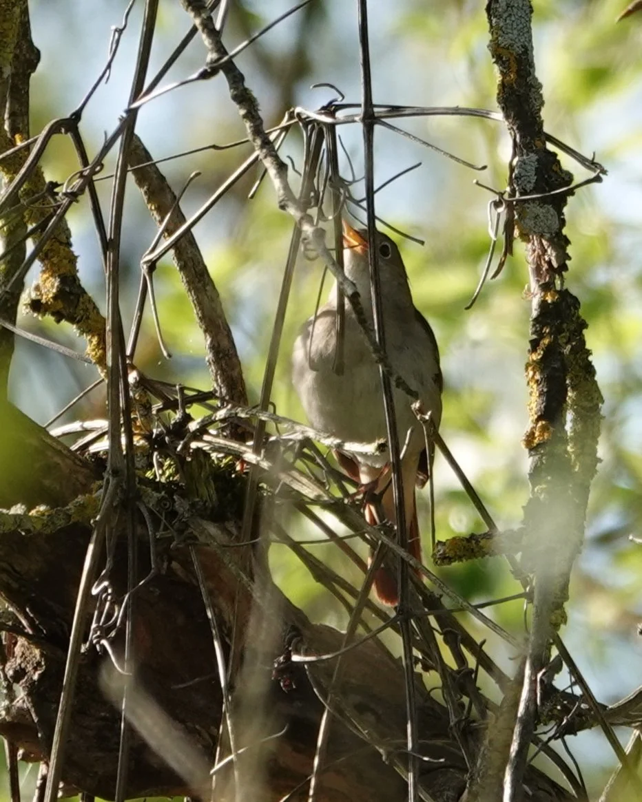 Petite balade ornithologique pour débutant.e.s n° 1&nbsp;- 11 avril 2026