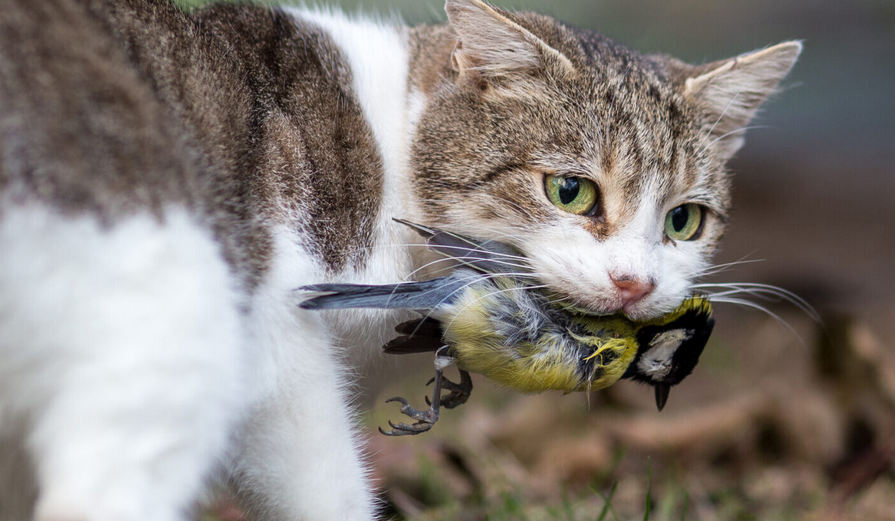 Oiseaux et chats, en bons voisins