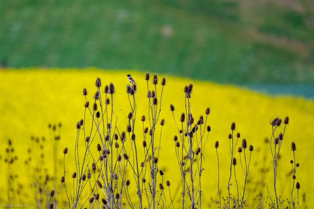 Migration pré-nuptiale au Marais de Sionnet - 19 avril 2026