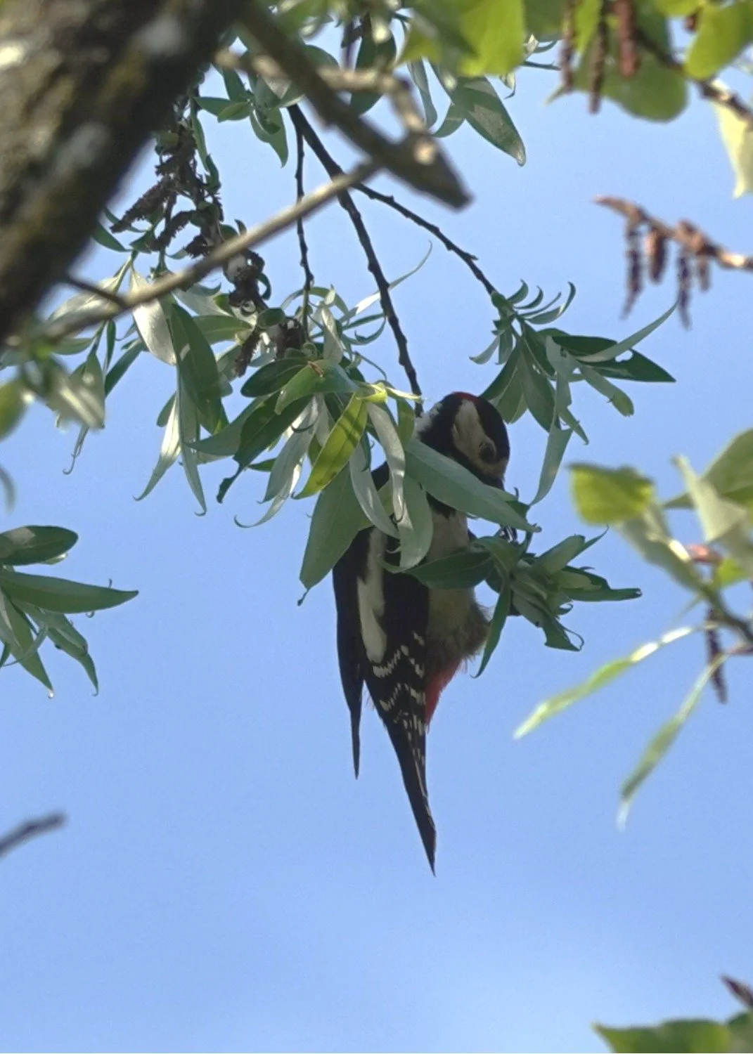 Petite balade ornithologique pour débutant.e.s n° 2&nbsp;- 9 mai 2026