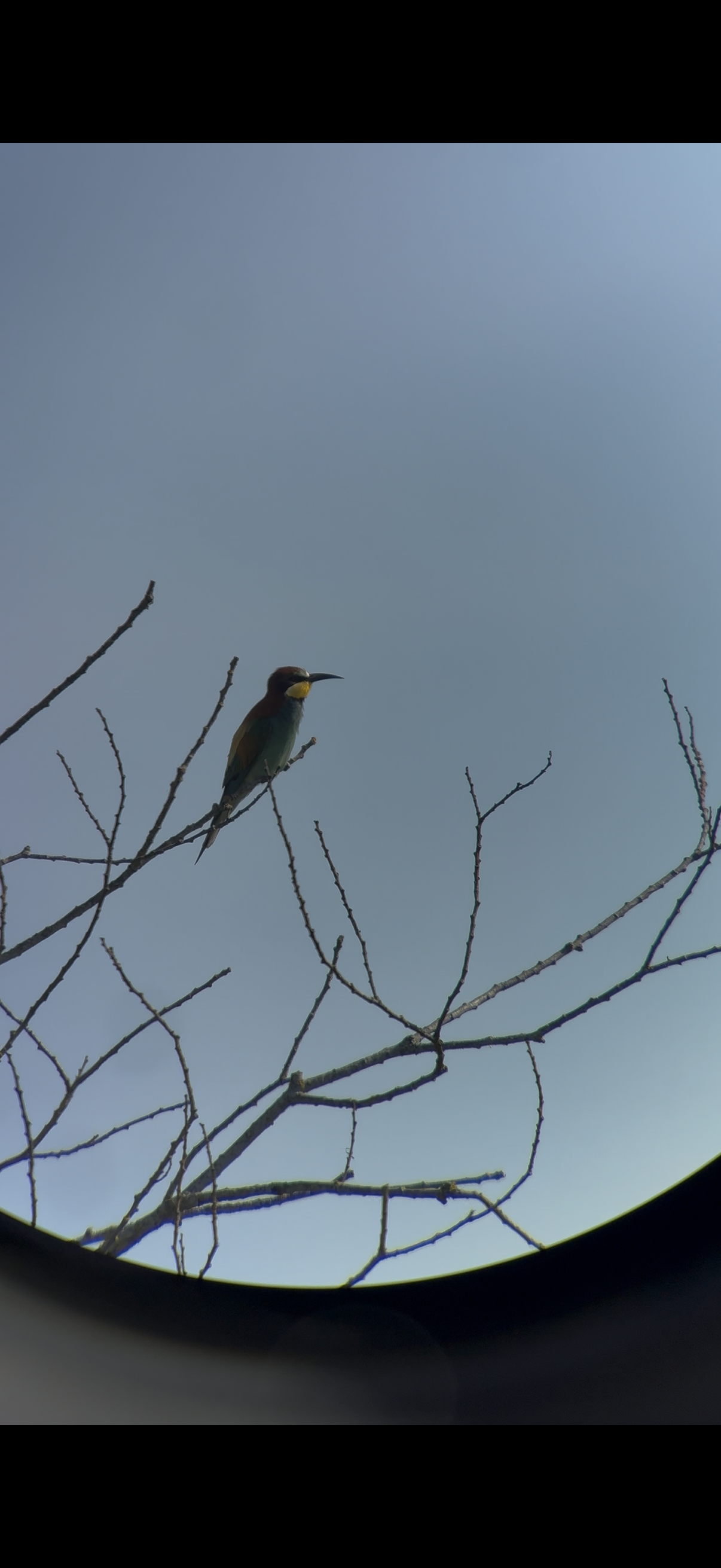 Réveil des oiseaux&nbsp;- 2 mai 2026