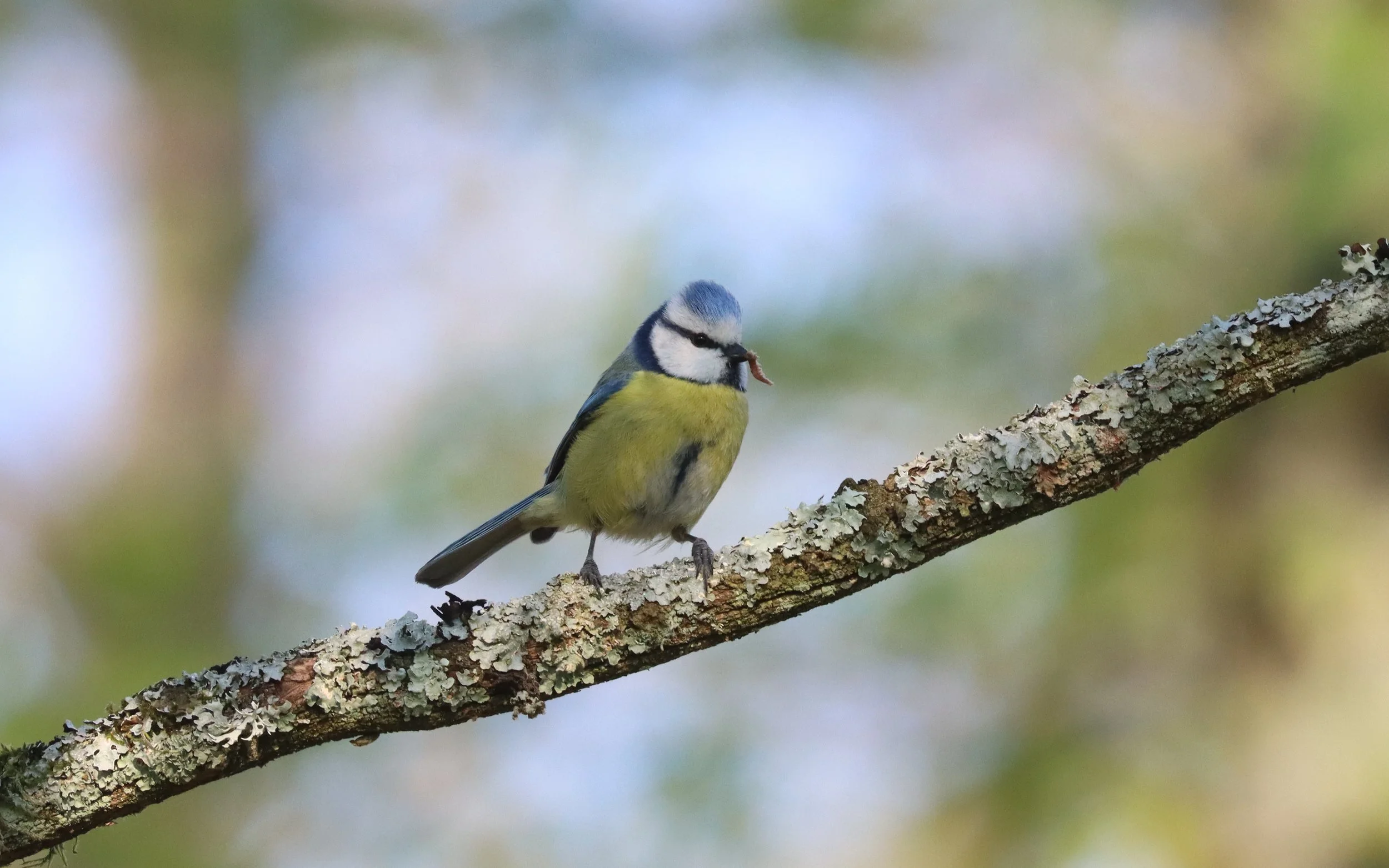 Chants d’oiseaux au Bois de Chênes&nbsp;- 26 avril 2026