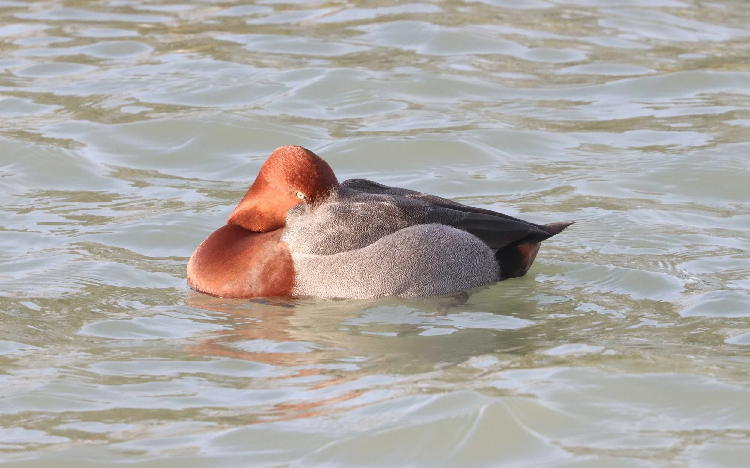 Un froid de canard