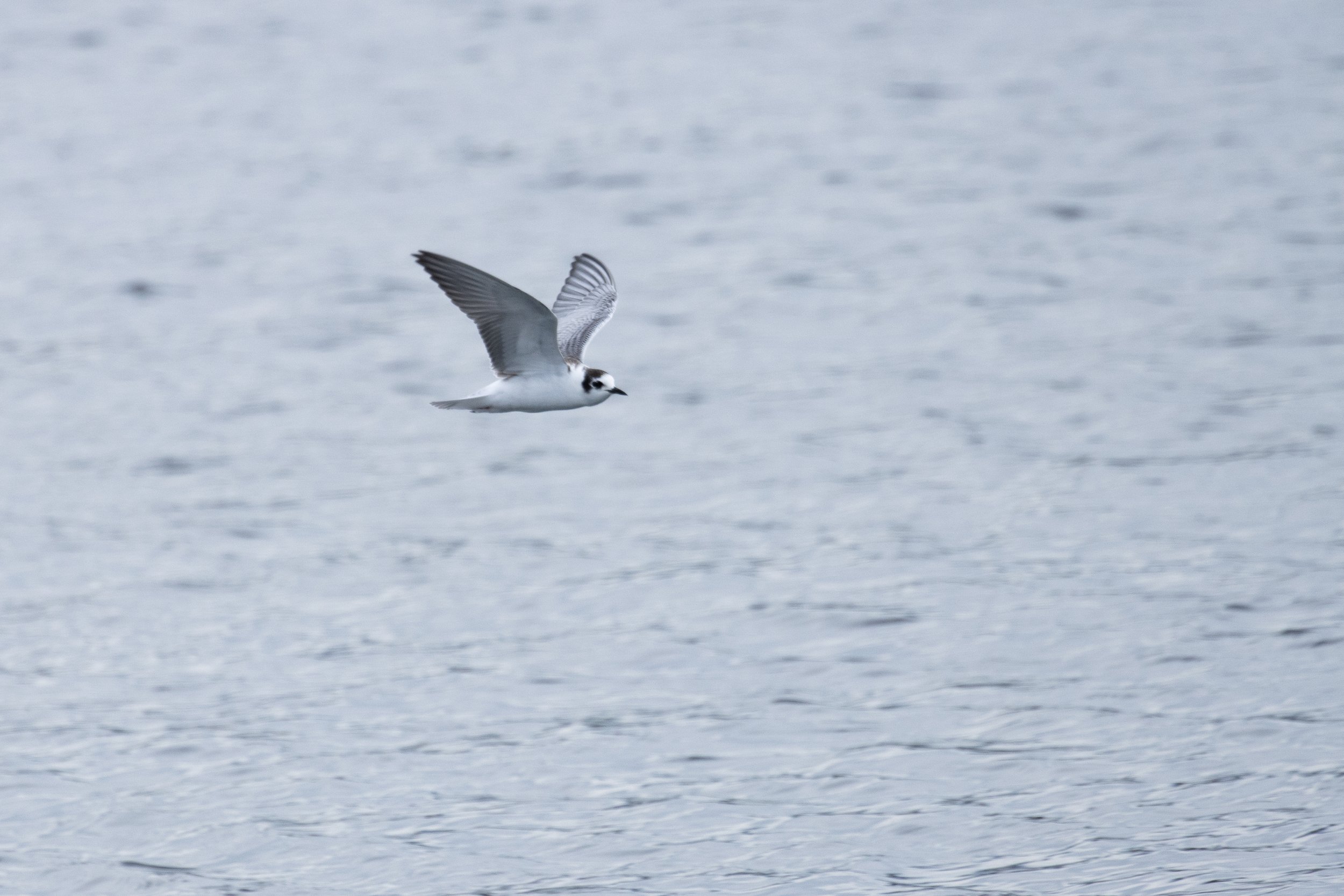 EuroBirdwatch