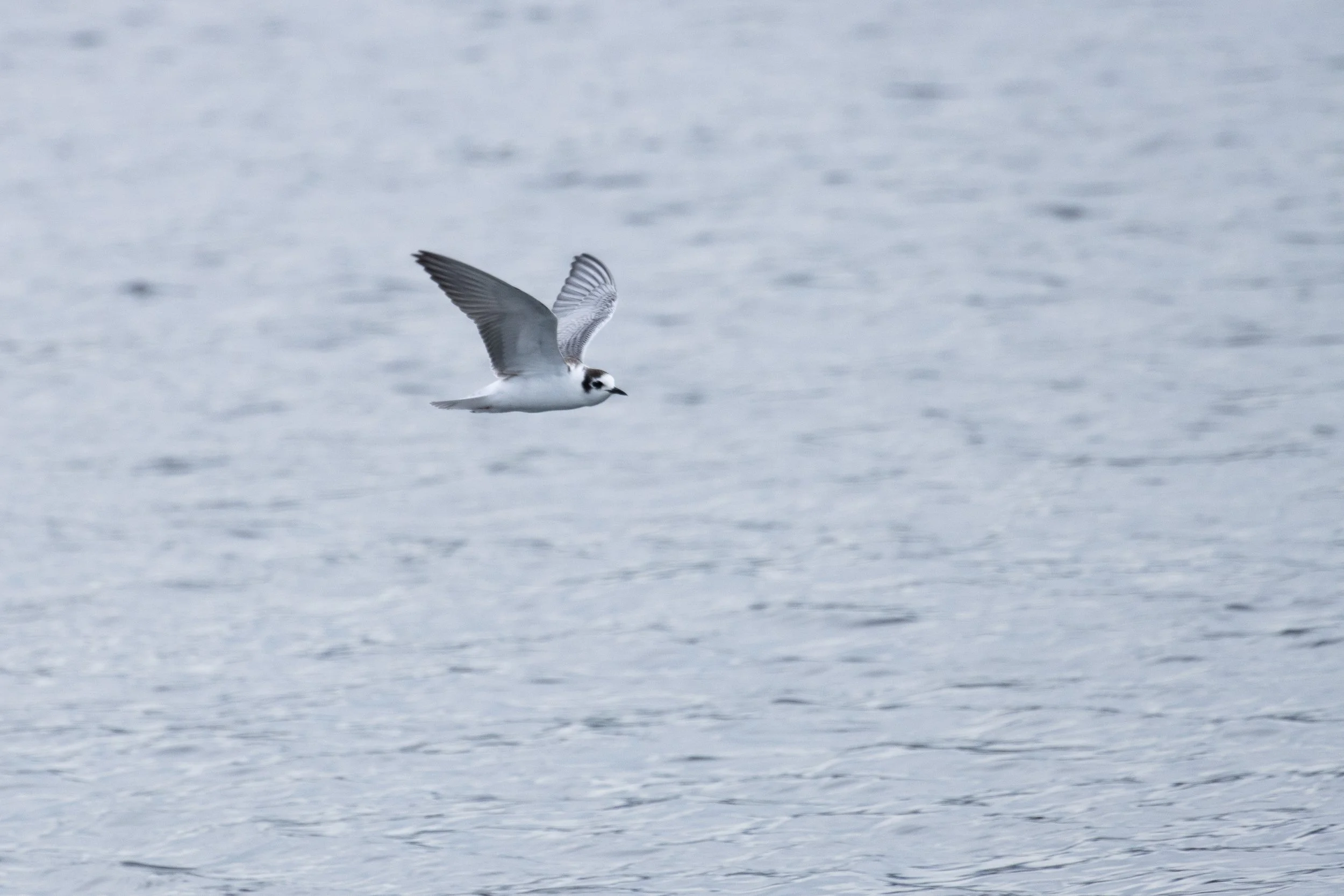 4 octobre : EuroBirdwatch
