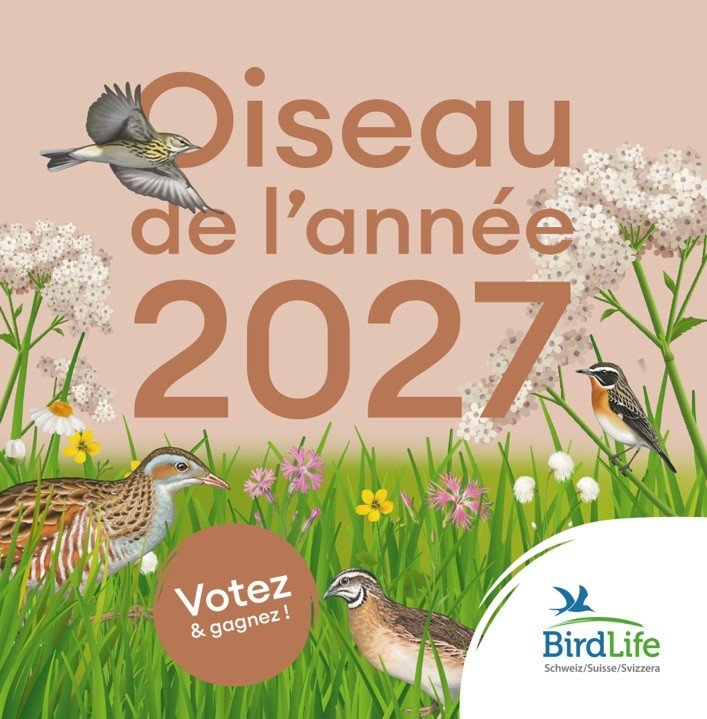 Oiseau de l’année 2027