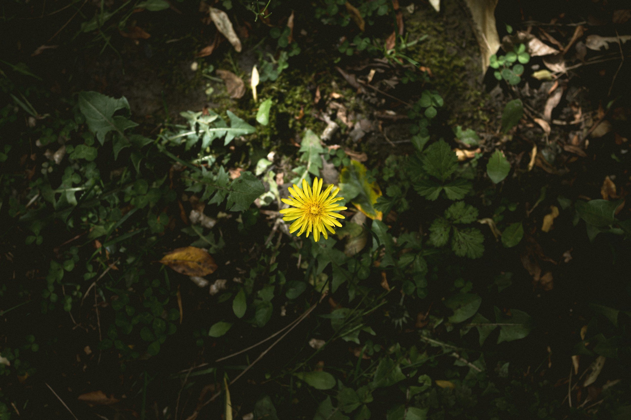 Bitter Foods for Digestion: Why Your Gut Needs the Taste You Avoid