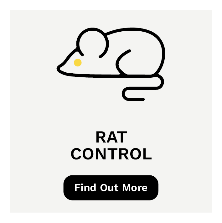 Rats and other pests can cause damage to your property and drainage system, unfortunately drains provide a perfect habitat for them.