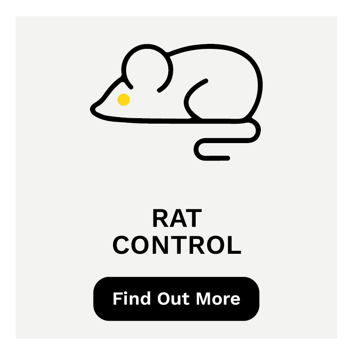 rat control service icon