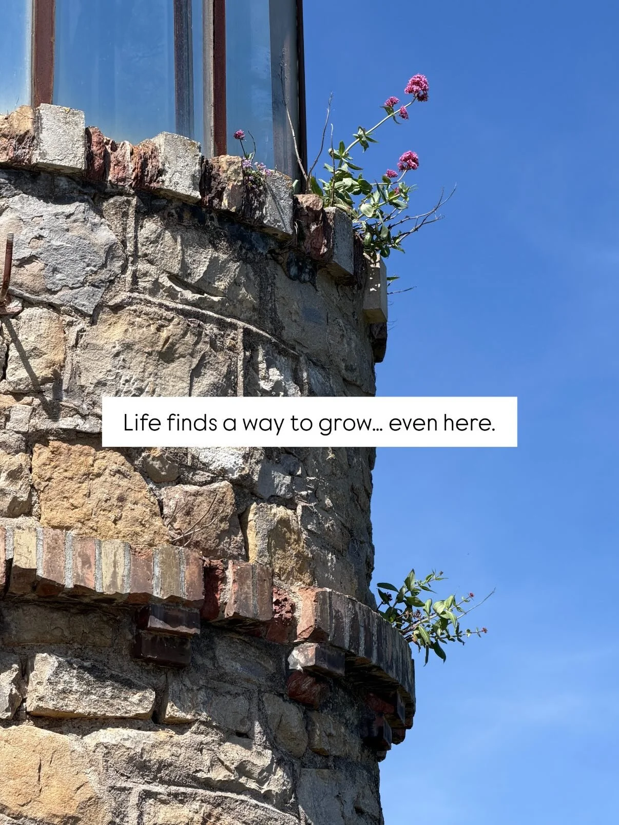 It&rsquo;s just human nature&hellip;

I couldn&rsquo;t stop noticing plants growing out of stone and ruins all across France.

If you&rsquo;re craving a place to grow too, comment &ldquo;community&rdquo; and I&rsquo;ll send you the details. 🌿