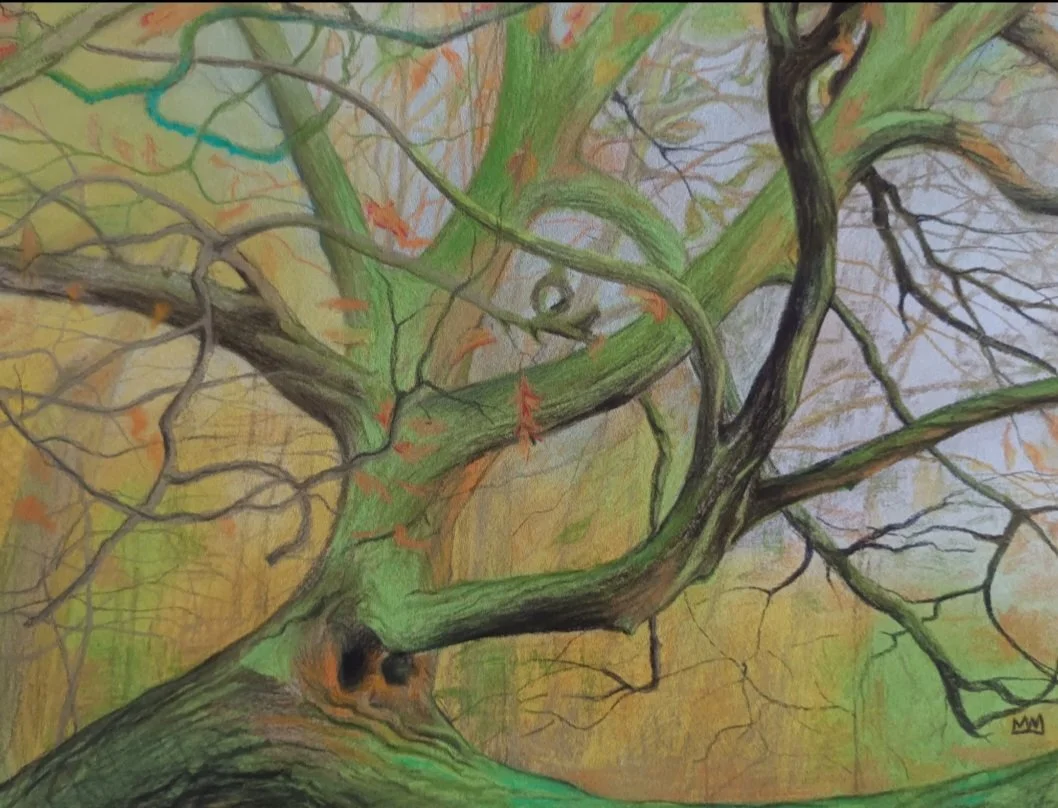 Haagbeuk in de herfst.
Maria-Hendrikapark Oostende (pastel op papier) 30/40
