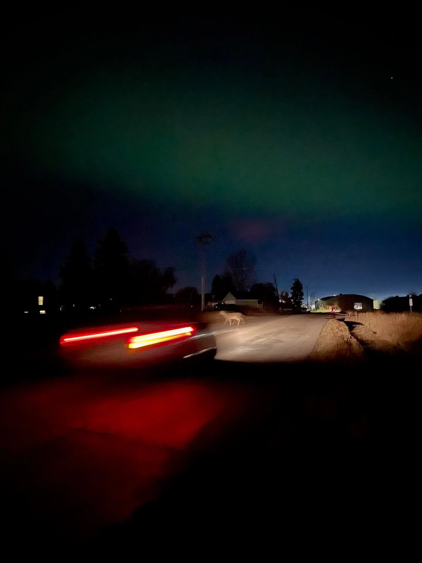 Deer in the headlights with aurora in Columbia Falls MT

Magical night 

(Deer 🦌 crossed quickly)

#aurora #auroraborealis #montana