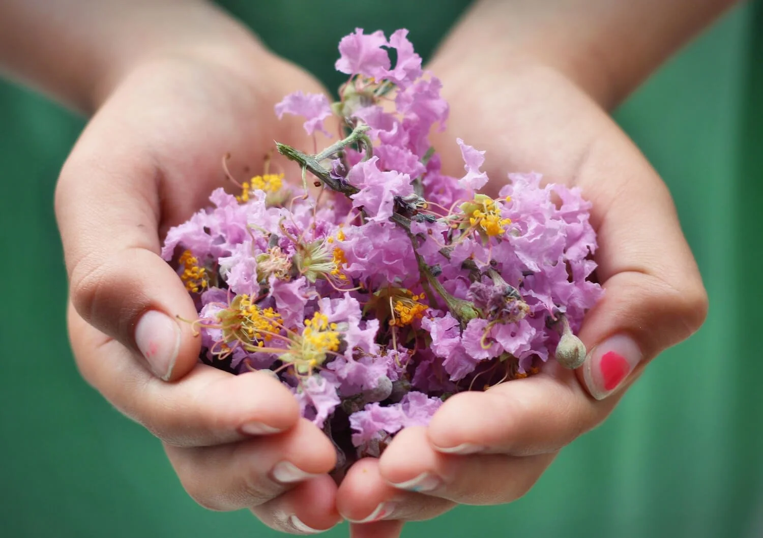 hand ful of gratitude in the form of purple flowers