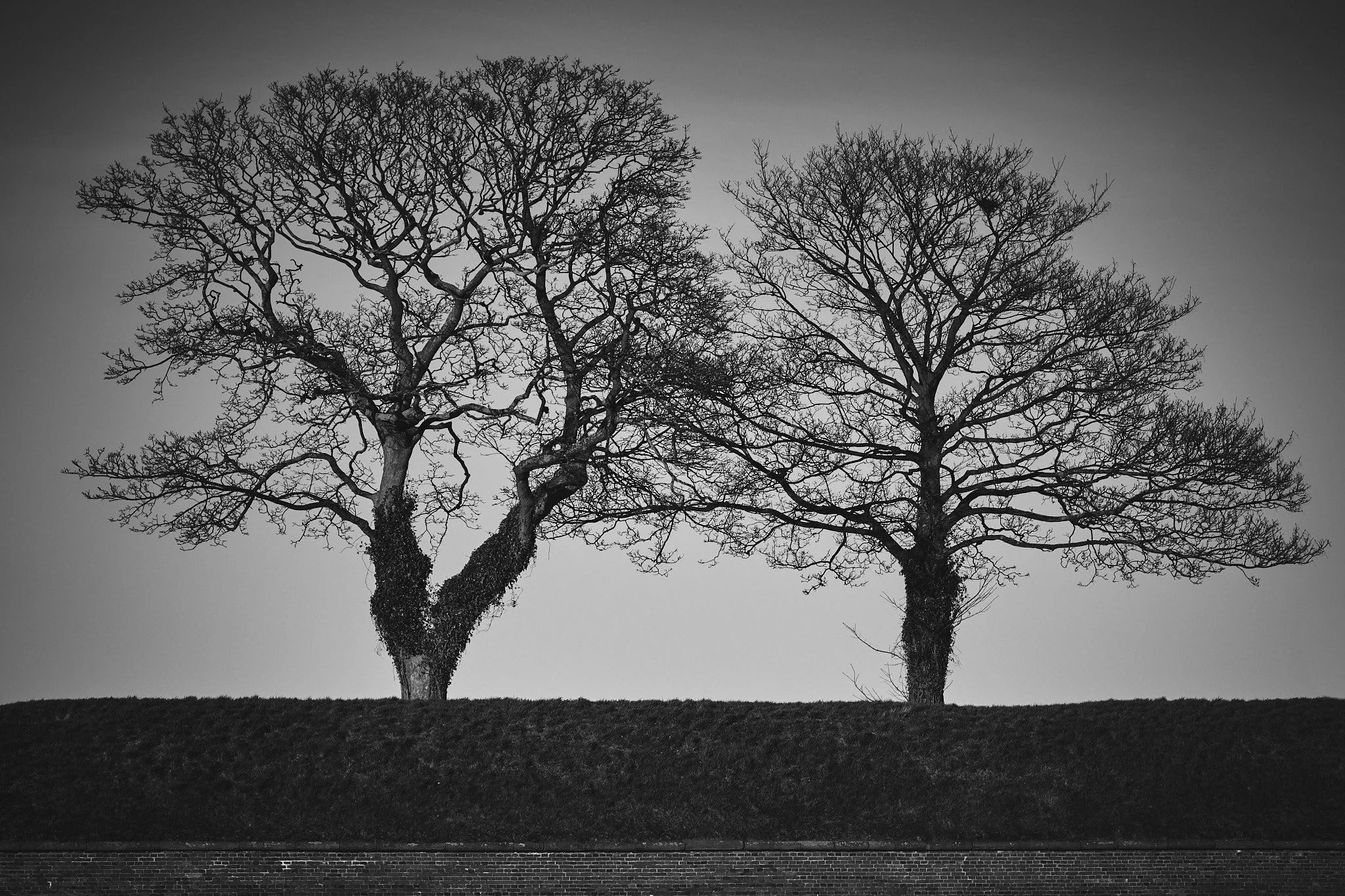 Two Trees