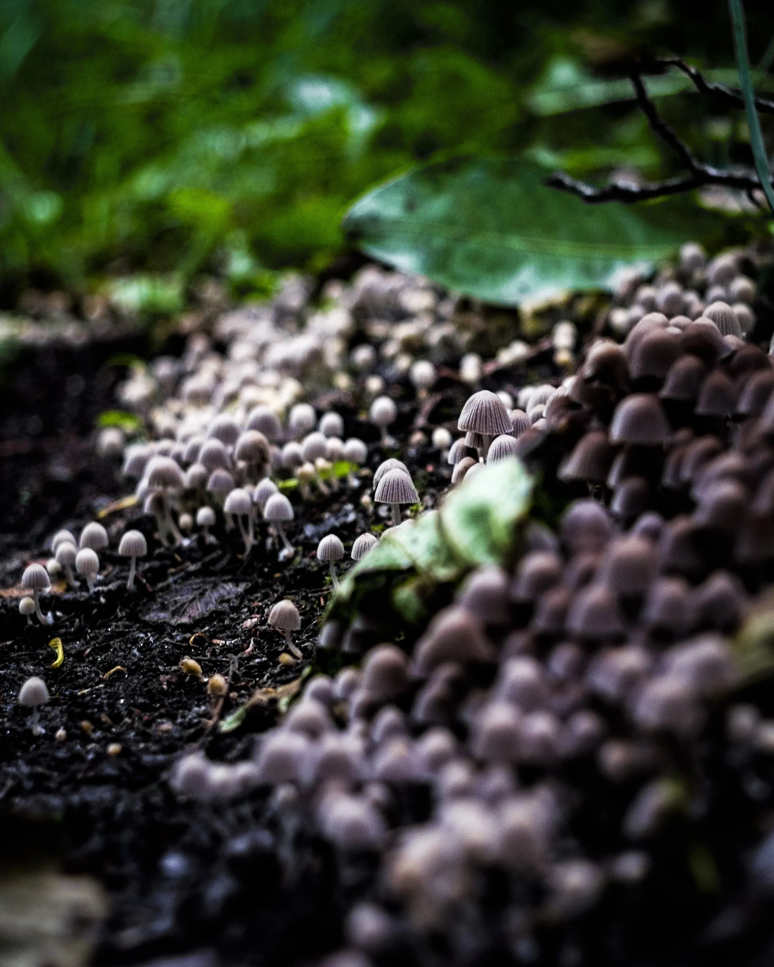 Mushroom Forest.jpg