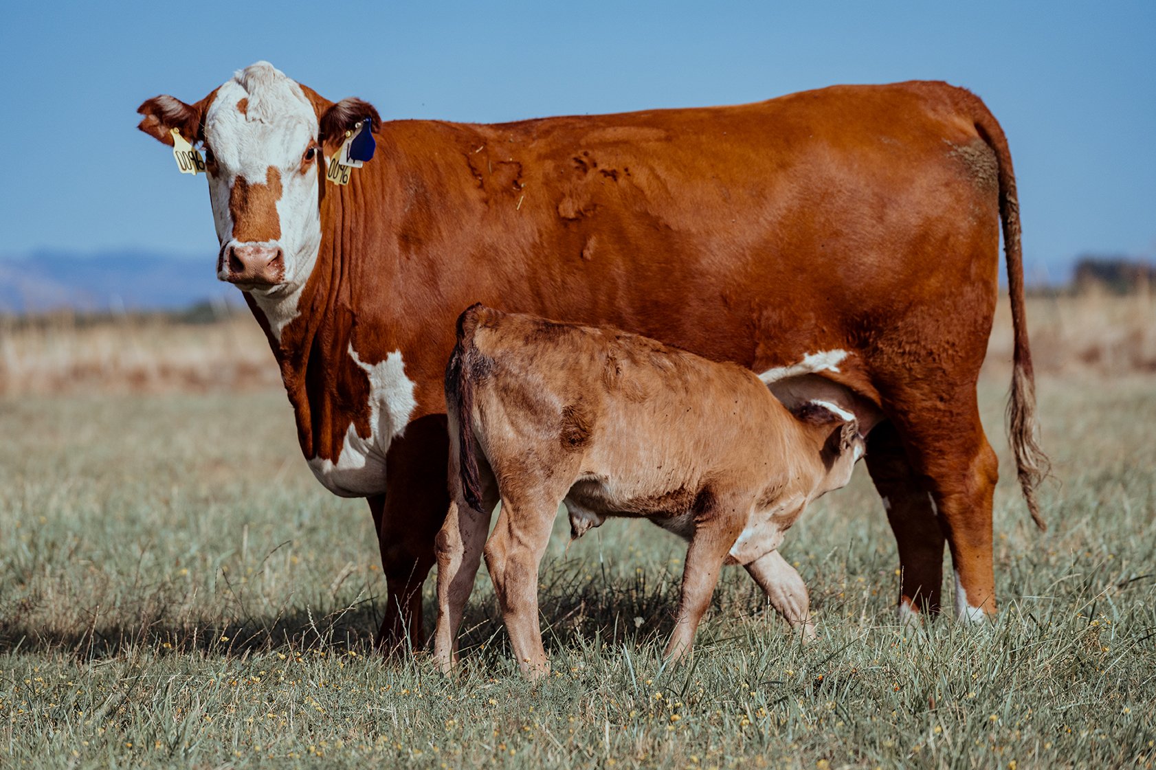 Insider_CattleRancher_32.jpg