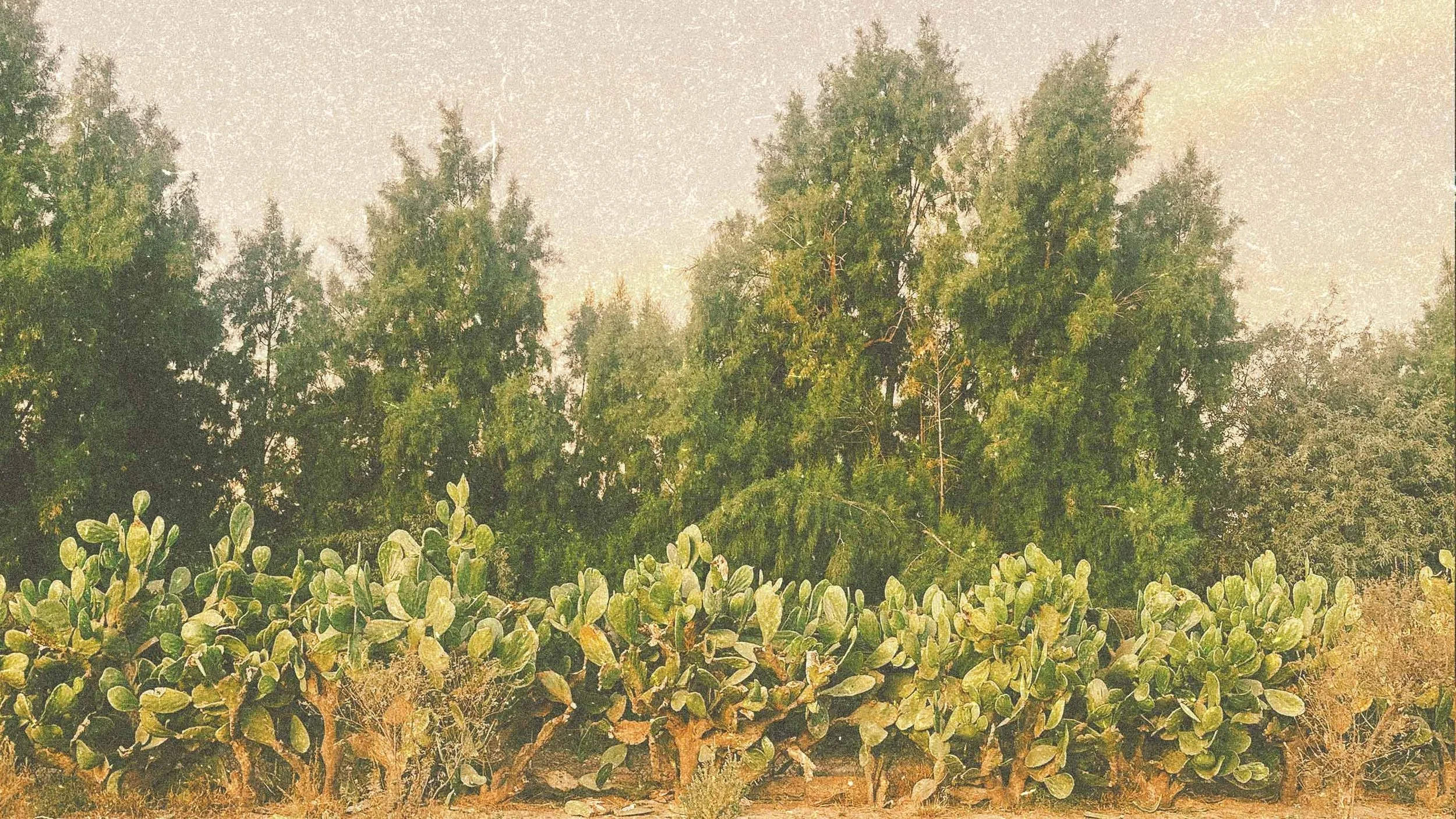 NOPAL-GROVE-BI5ON.webp