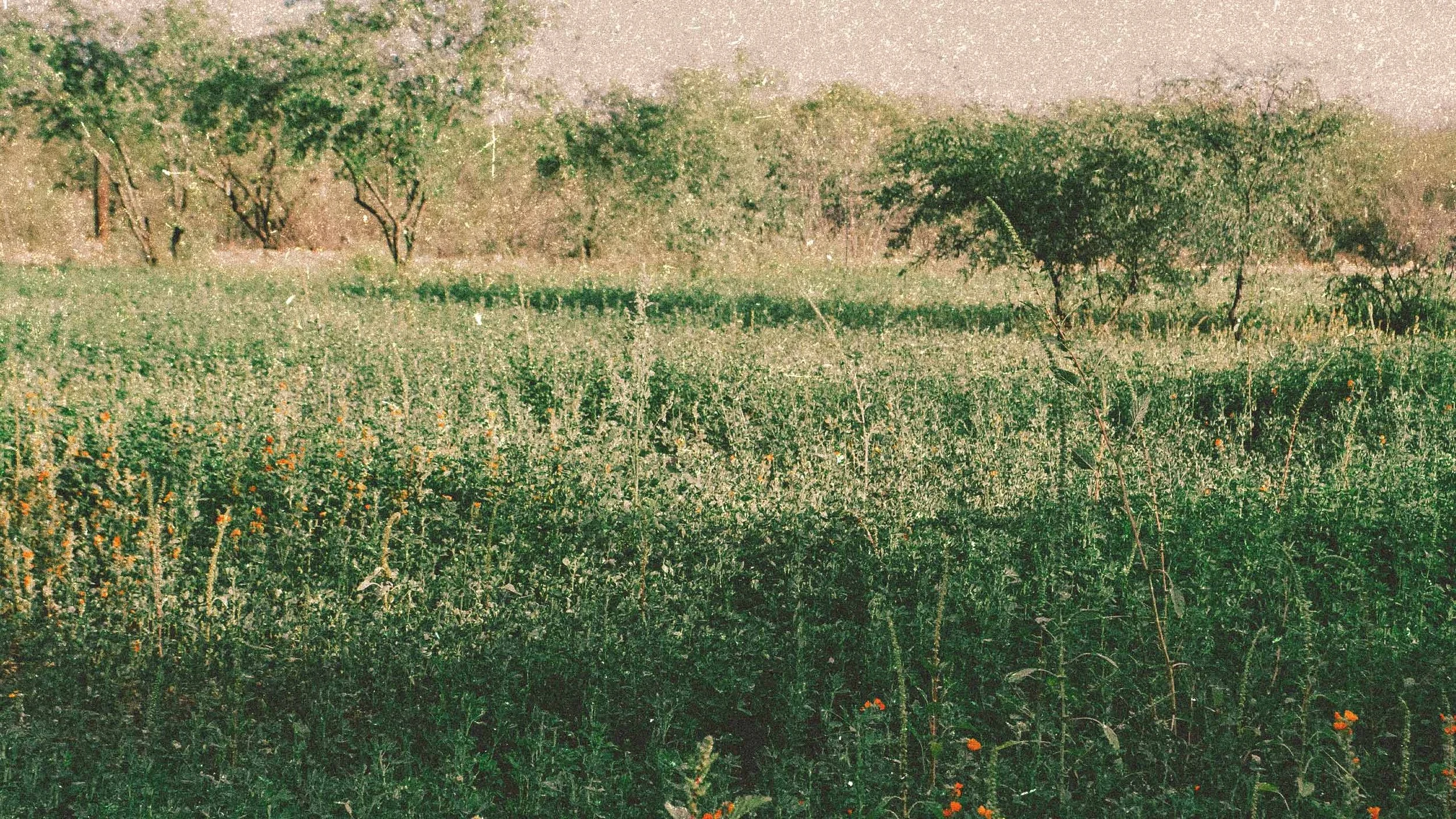 ALFALFA-BI5ON.jpg