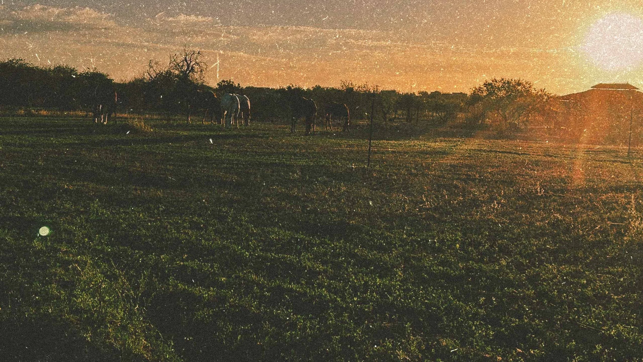 ALFALFA-FIELDS-2-BI5ON.jpg